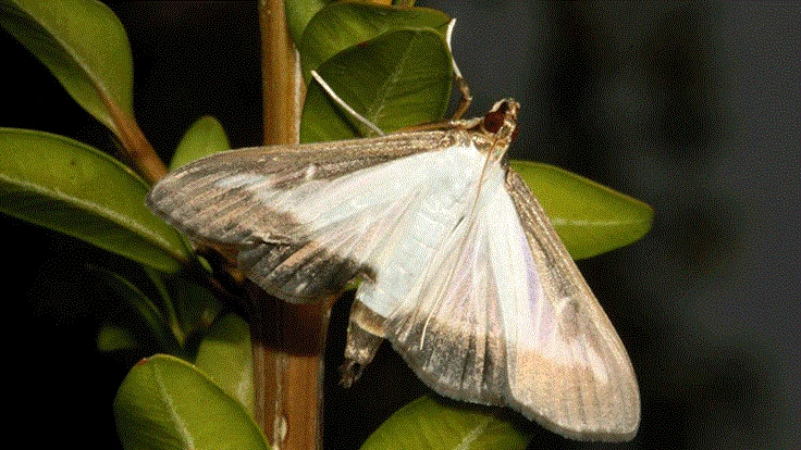 Adult Box Tree Moth