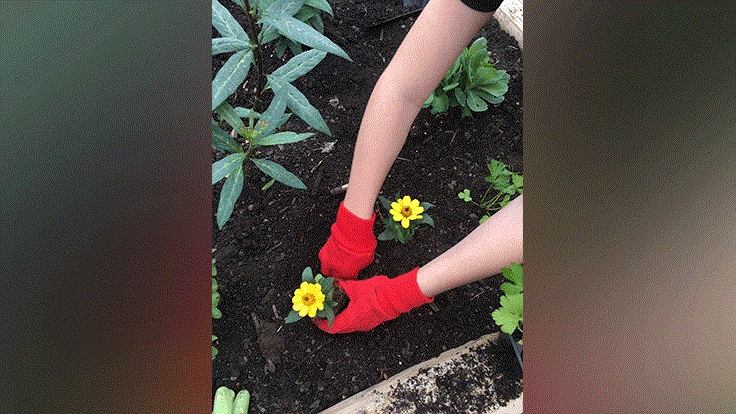 School gardens can enrich the classroom experience