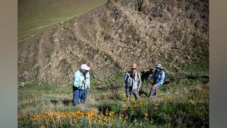 Roger Raiche and a team working to repopulate the large-flowered fiddleneck