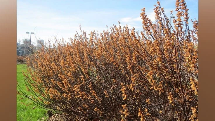 Showy male flowers of Myrica gale "Lowboy" in early spring