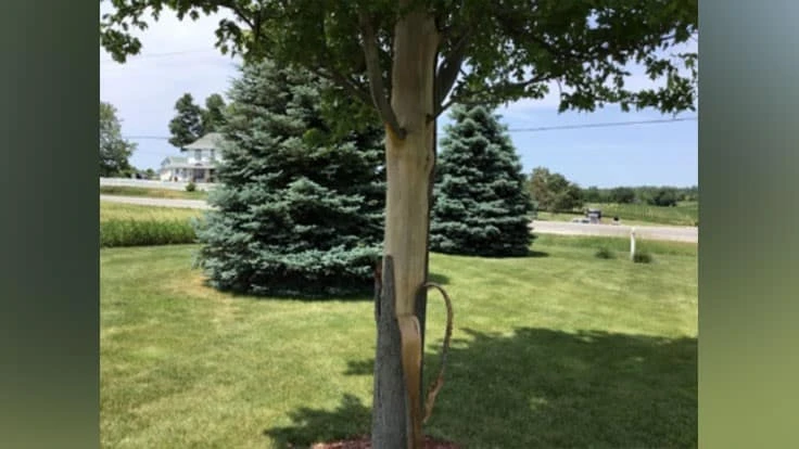 Peeling bark on Freeman maple