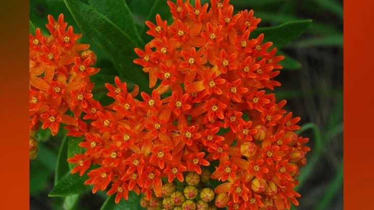 Butterfly Milkweed (Asclepias tuberosa)