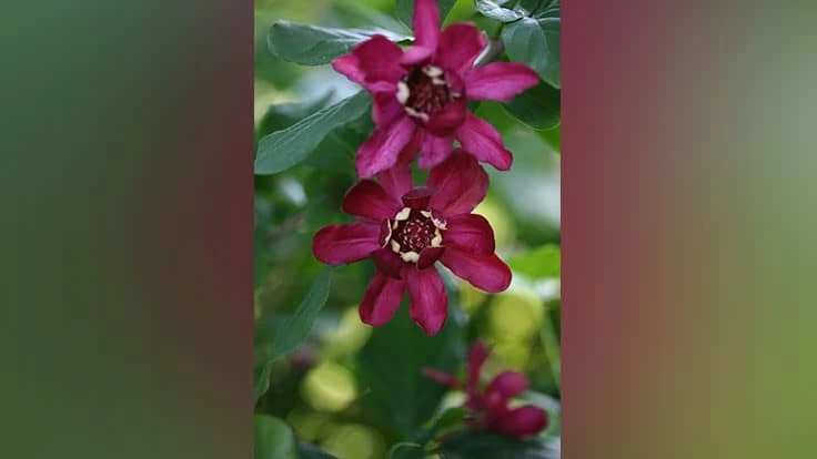 Aphrodite Calycanthus