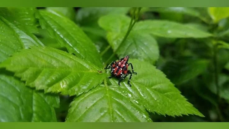 Spotted Lanternfly Nymph