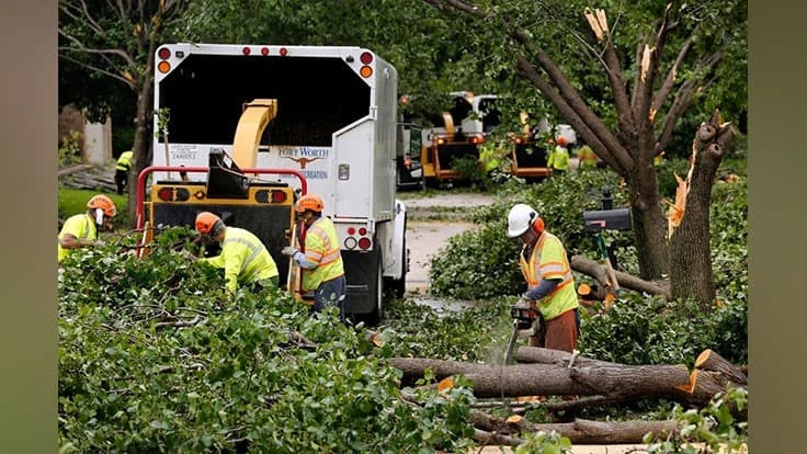 Bradford pear trees being cut down