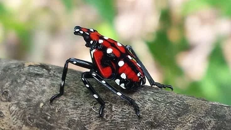 a red bug with black legs and white spots sits on a branch