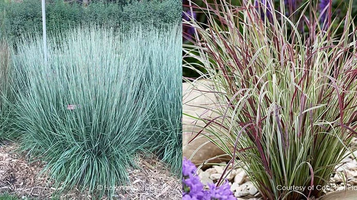 L: Schizachyrium 'Blue Heaven; R: Schizachyrium 'Chameleon'