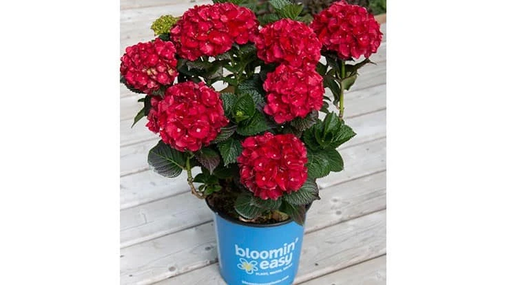 Cherry-Go-Round hydrangea