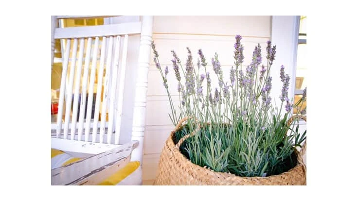 Sensational Lavender won Best in Show at the 2021 Farwest New Varieties Showcase. 