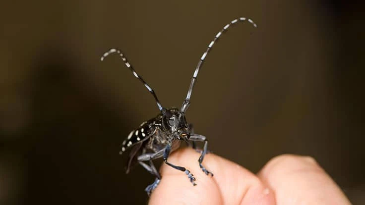 Adult Asian longhorned beetle