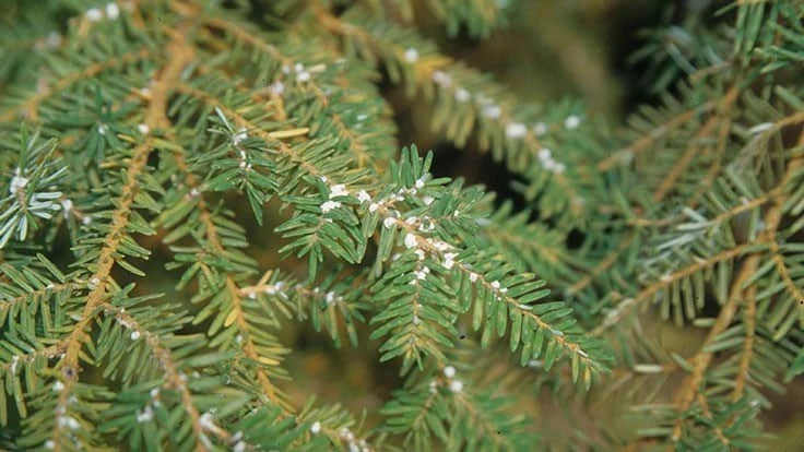Wooly adelgid egg sacs on hemlock