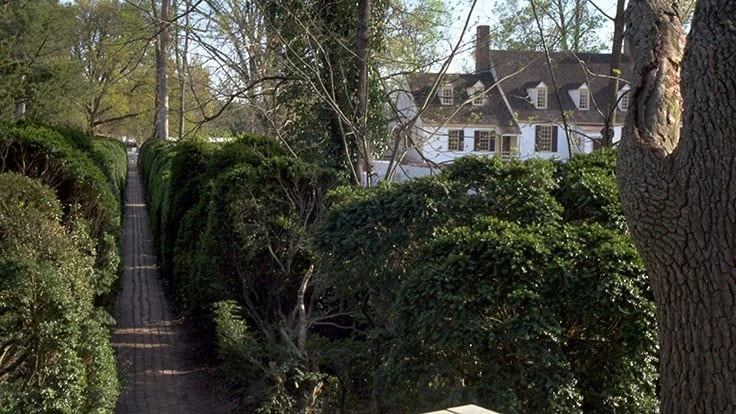 Boxwood blight is spreading through Colonial Williamsburg, a popular tourist destination.