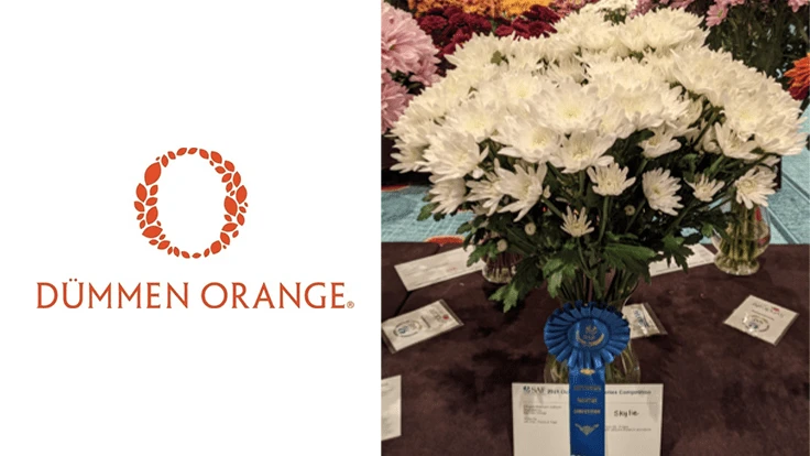 Skylie, the new white cushion innovation in the cut chrysanthemum category, earned a blue ribbon from the judges. 