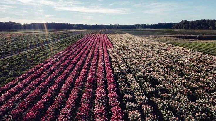 Rows of Fire Light hydrangeas at Willowbend Nurseries, Inc., Perry, Ohio