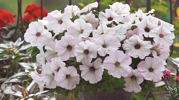 Petunia F1 Trilogy Silver Blotch