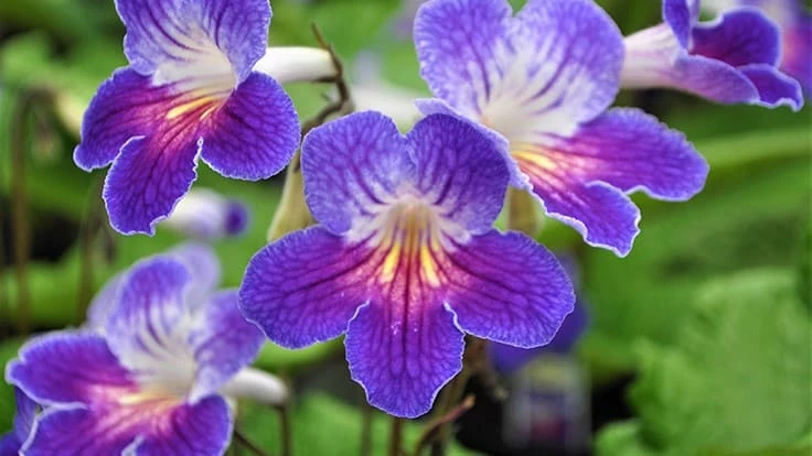 Streptocarpus Ladyslippers Azure