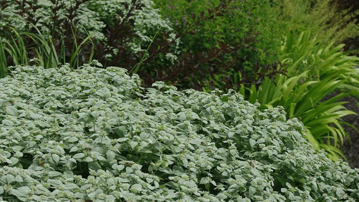 Pycnanthemum muticum, mountain mint