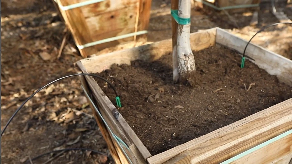 Spot-Spitters being used for container tree irrigation at Moon Valley Nursery.
