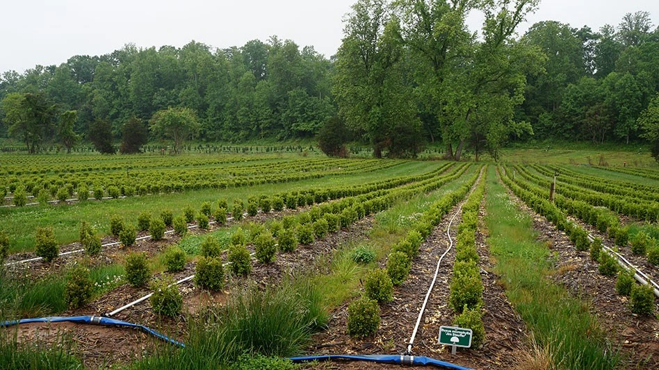 One of the many rows of boxwood growing in Saunders Brothers' fields.