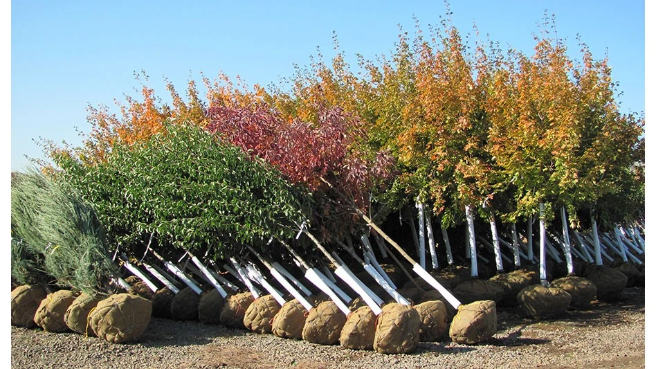 Northwest shade trees and conifers staged for shipping