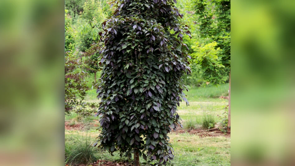 Nightfall Snowbell wins 'Best in Show' at Farwest - Nursery Management