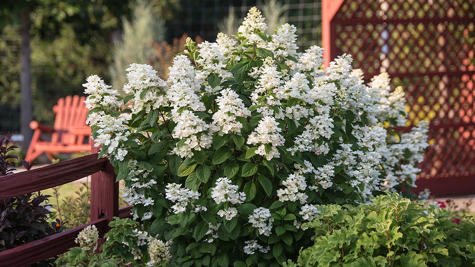 White Diamonds panicle hydrangea