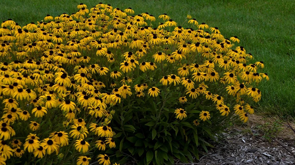 Rudbeckia 'American Gold Rush'