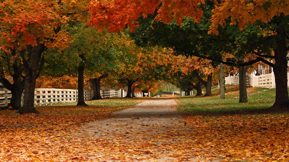 A path covered in red and yellow leaves goes through rows of trees
