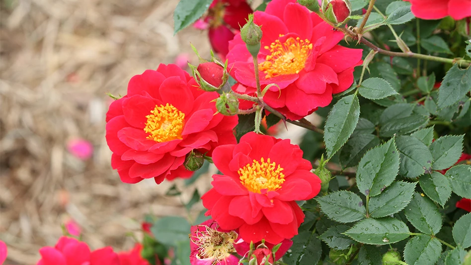 Oso Easy Urban Legend landscape rose