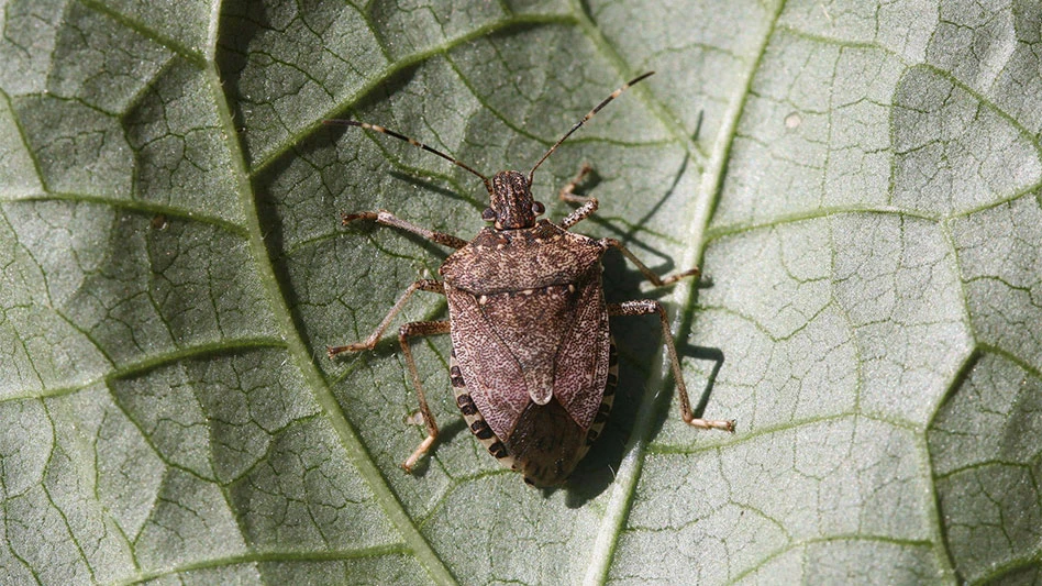 brown stink bug on a green leaf