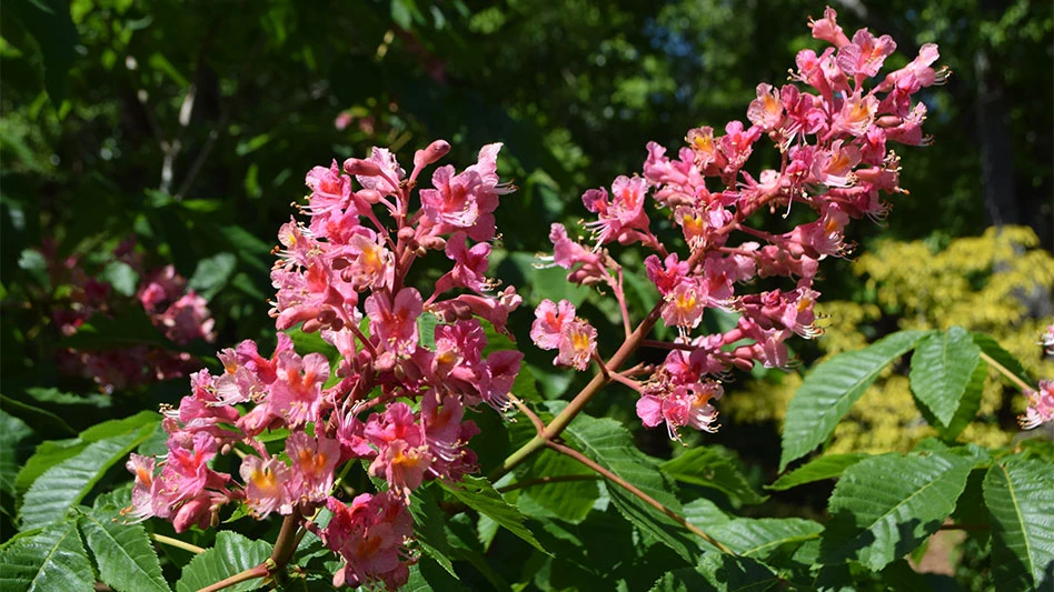 two pink flowers with green leaves