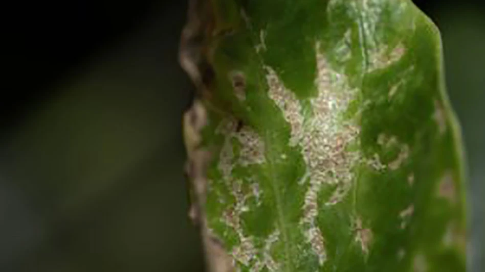 Plant leaf damage caused by Thrips parvispinus.