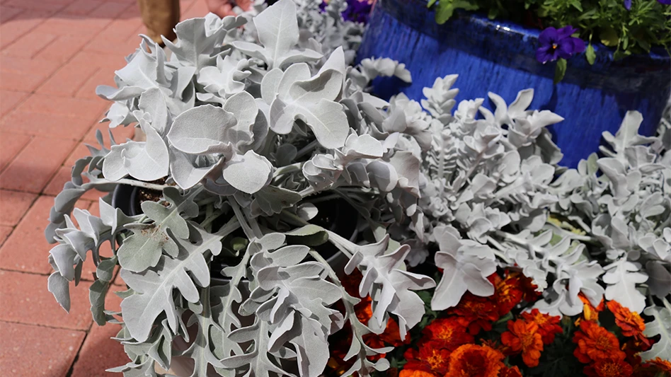 Silver Swirl Centaurea from Darwin Perennials