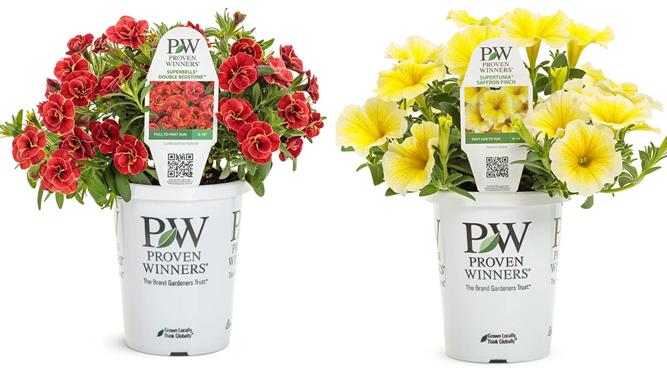 Superbells Double Redstone, left, and Supertunia Saffron Finch