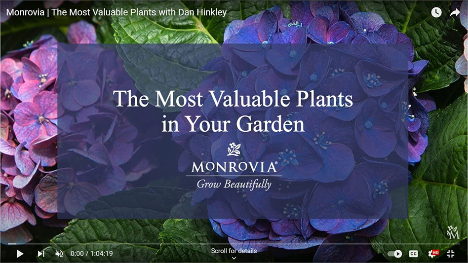 Learn how these plants are brought to market, tips for choosing a statement plant and design techniques.