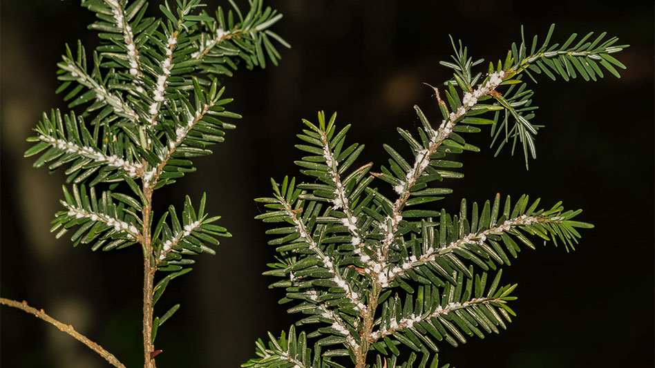 Two new hemlock hybrids show resistance to hemlock woolly adelgid