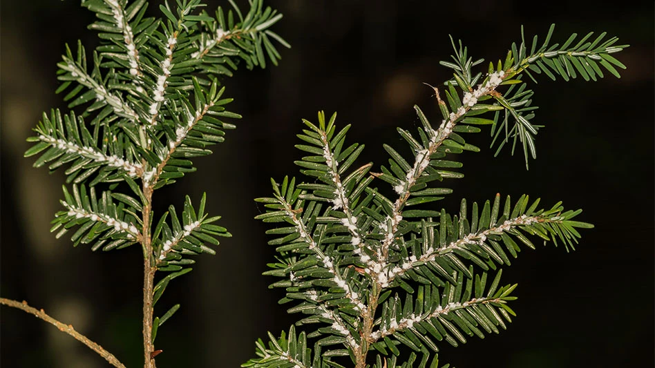 This insect looks like tiny cotton balls on the needles of the tree and can kill the trees by feeding on the sap.
