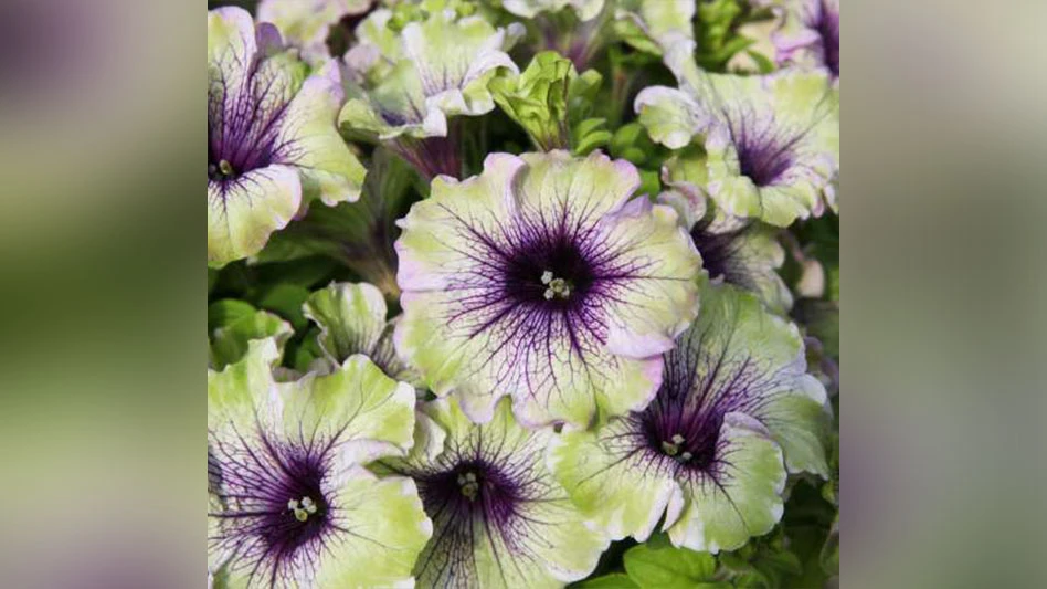 AMAZONAS Plum Cockatoo Petunia