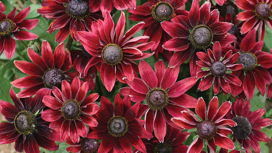 Flowers with red petals and brown centers.