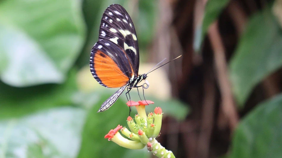 The butterfly uses its proboscis to drink sweet nectar from the flowers.