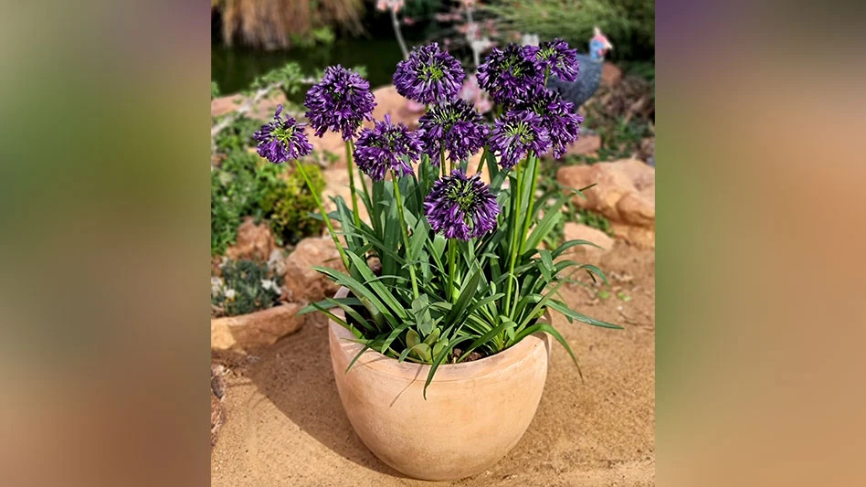 Agapanthus 'Black Jack'