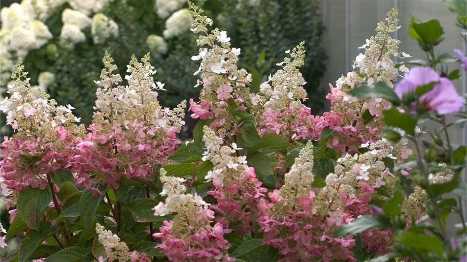 Proven Winners ColorChoice Pinky Winky panicle hydrangea is the recipient of the 2023 Woody Cut of the Year.