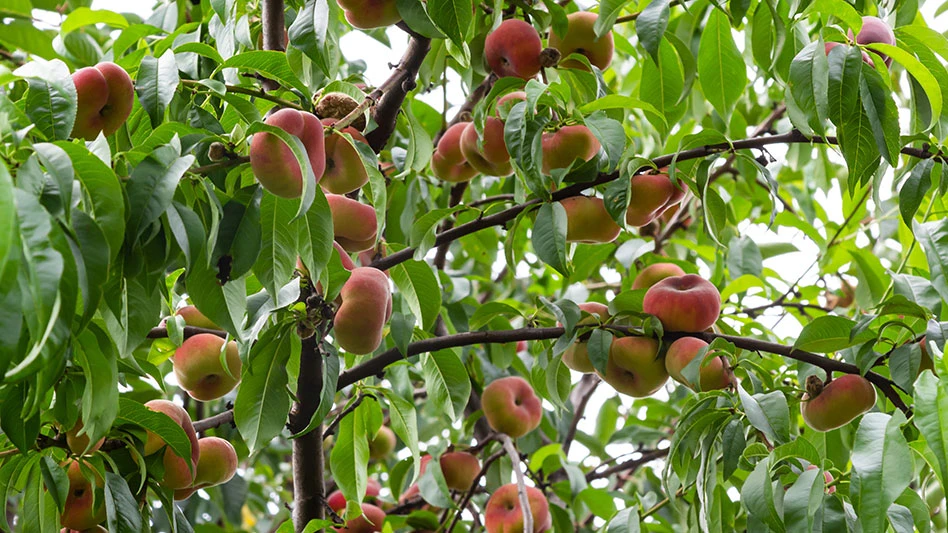 When it's mature, this variety can bear an average of 50Ibs of fruit a year.