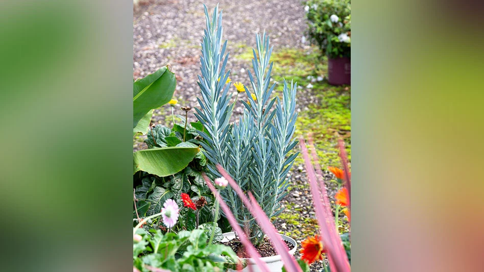 Skyscraper Senecio is a strong, upright grower, reaching 2-3’ in one growing season.
