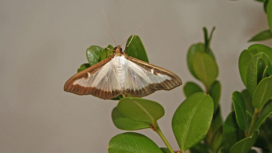 Box tree moth with brown and white wings sitting on a green plant.
