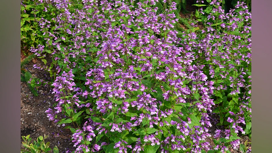 purple flowers with green leaves