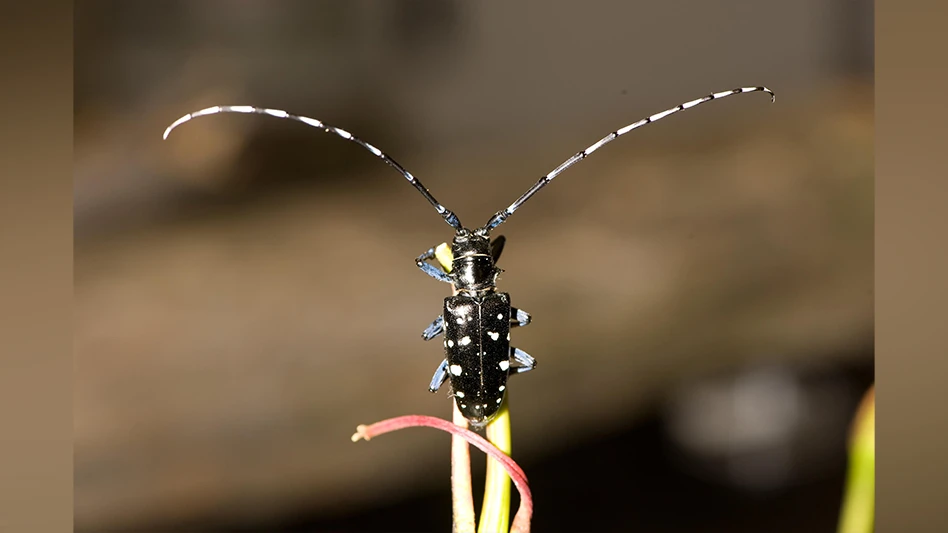 Adult Asian longhorned beetle