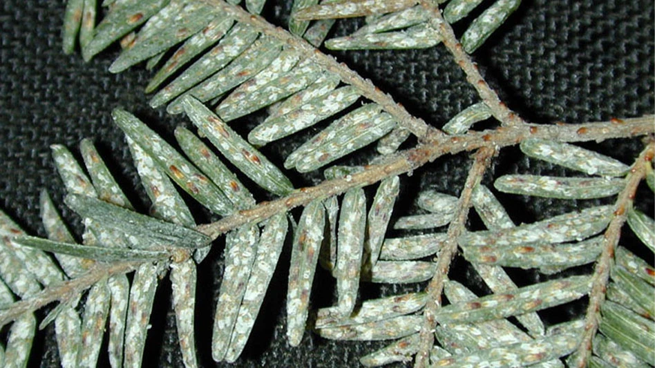 Elongated hemlock scale damage