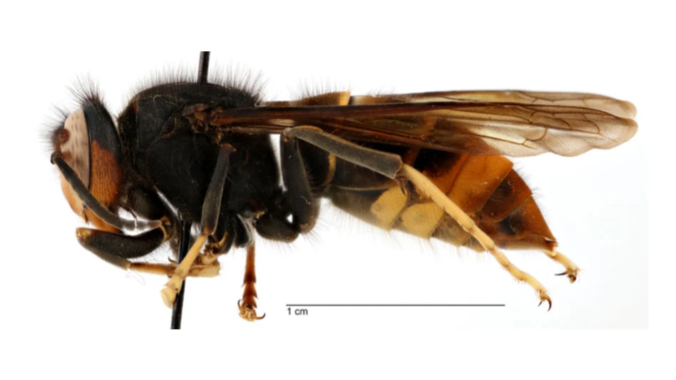 The yellow-legged hornet is a social wasp species that constructs egg-shaped paper nests above ground, often in trees.