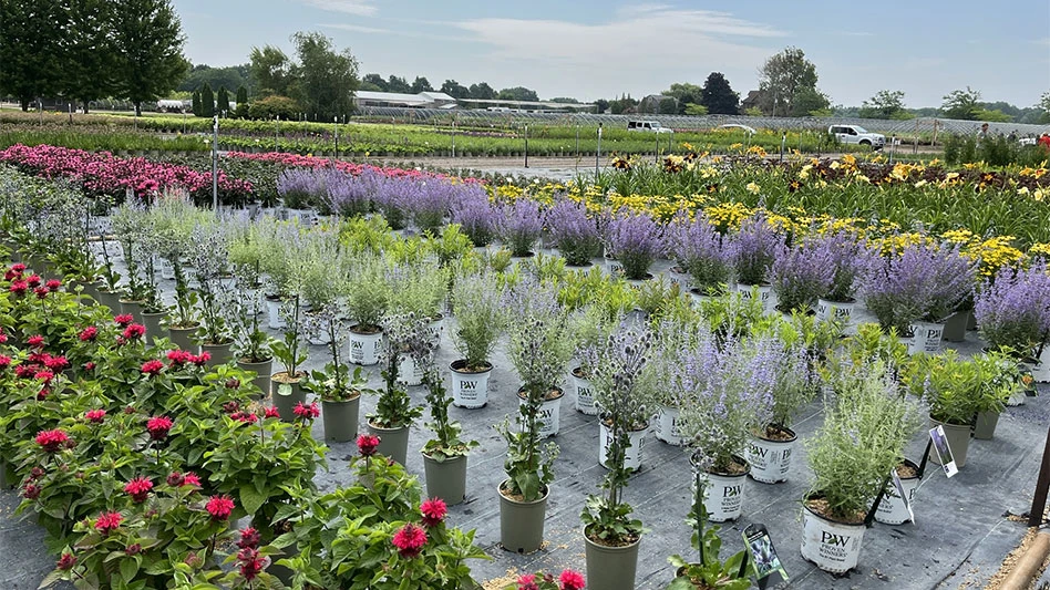 Container yard, Maple Leaf Nurseries